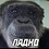 user2462